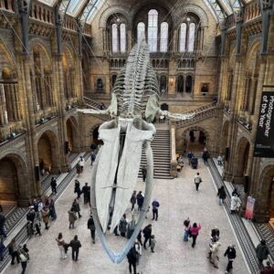 Chipmunk On The Hunt - London: Natural History Museum